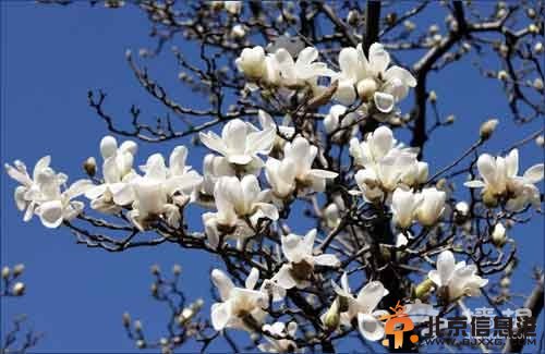 看看<a href='http://m.se0552.com/' target='_blank'><u>老北京</u></a>的清明節習俗