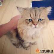 日本不開心貓Foo-Chan照片 沒有為什么，老子就是不開心！