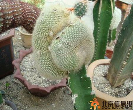 白雪光的養殖方法 白雪光仙人球圖片欣賞