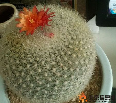 白雪光的養殖方法 白雪光仙人球圖片欣賞