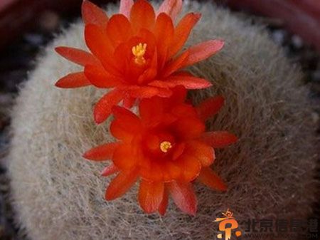 白雪光的養(yǎng)殖方法 白雪光仙人球圖片欣賞